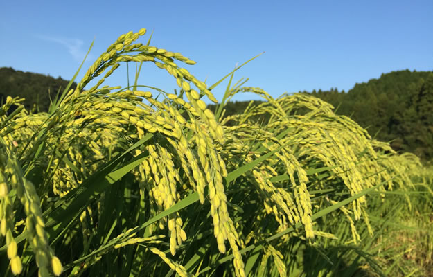 八千代酒造 酒蔵の特徴