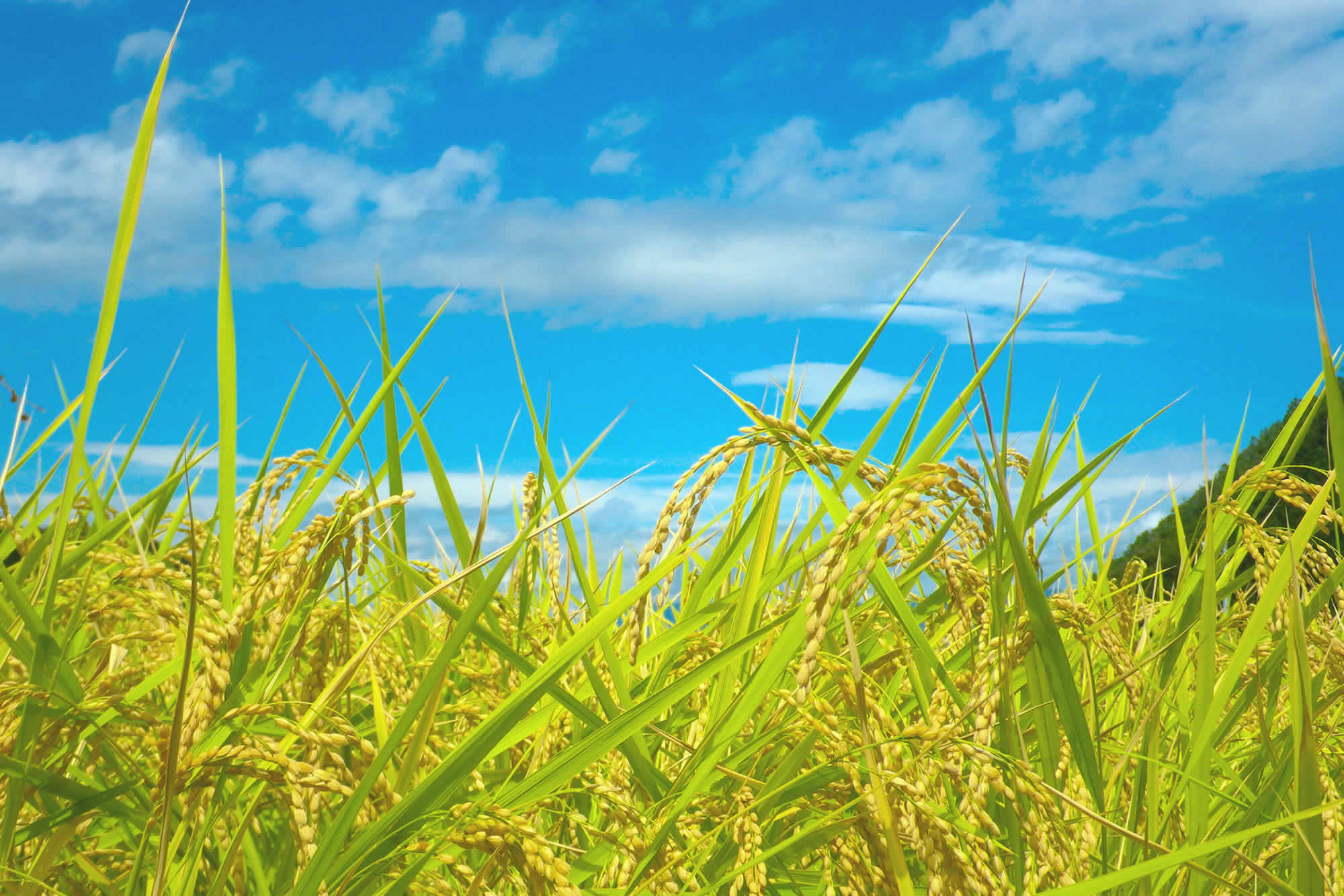 【公式】萩阿武の地酒、日本酒を「萩酒米みがき協同組合」